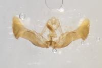 Eucosma cana