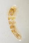 Coleophora striatipennella