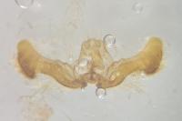 Eucosma cana
