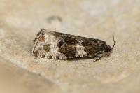 Orthotaenia undulana