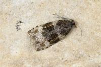 Orthotaenia undulana