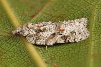 Acleris literana