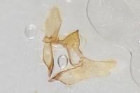 Aethes rubigana