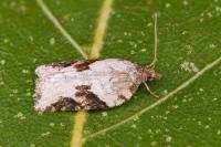 Acleris schalleriana