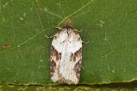 Acleris schalleriana