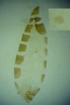 Elachista argentella