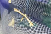 Platyptilia calodactyla