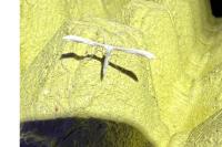 Hellinsia osteodactyla