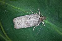 Agonopterix rutana