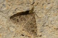 Alucita hexadactyla