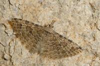 Alucita hexadactyla