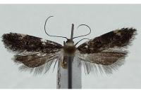Dichomeris alacella