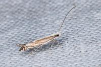 Micrurapteryx kollariella