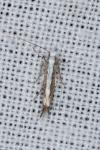 Micrurapteryx kollariella