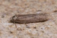 Eana derivana