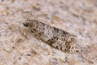 Isotrias rectifasciana