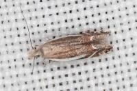 Sophronia humerella
