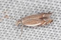 Sophronia humerella