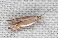 Sophronia humerella