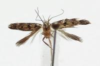 Bryotropha domestica