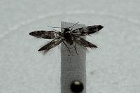 Apatema
