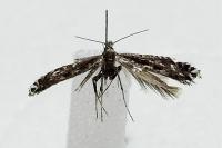 Parornix torquillella