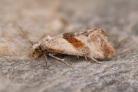 Falseuncaria ruficiliana