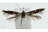 Sorhagenia rhamniella