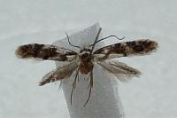 Infurcitinea albicomella