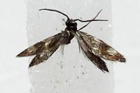 Micropterix aglaella