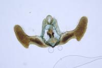 Epiblema costipunctana