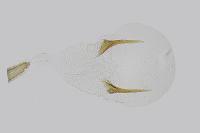 Stenoptilia zophodactyla