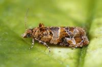 Lobesia botrana