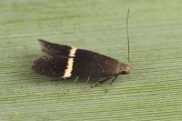 Aproaerema cinctella