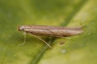 Batrachedra parvulipunctella