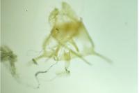 Aproaerema azosterella