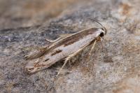 Thiotricha subocellea