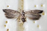 Scrobipalpa ergasima