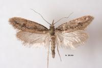 Eriocottis paradoxella