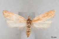 Helcystogramma