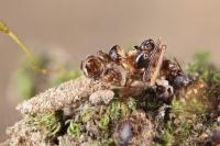 Eumasia parietariella