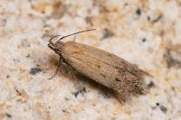 Stomopteryx remissella