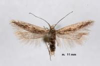 Scrobipalpula psilella