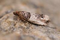 Notocelia mediterranea