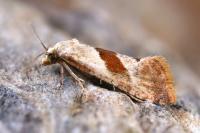 Falseuncaria ruficiliana