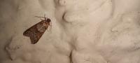 Tortricodes alternella