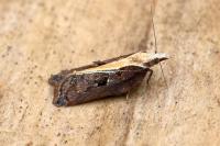 Acleris cristana