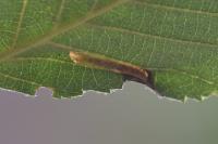 Phyllonorycter strigulatella