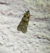 Tortricodes alternella