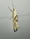 Ypsolopha asperella